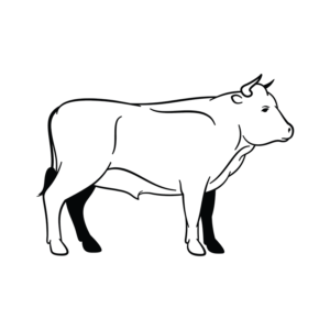 cow