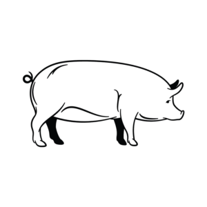 pig